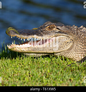 Alligator Alligator mississippiensis) (à Charleston en Caroline du Sud, USA. La créature baigne dans le soleil par l'eau. Banque D'Images