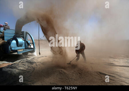 Gaza, la Palestine. Apr 28, 2019. Les agriculteurs palestiniens travailler sur une ferme près de la frontière avec Israël dans le sud de la bande de Gaza ville de Khan Younis, 28 avril 2019. Credit : Yasser Qudih/Xinhua/Alamy Live News Banque D'Images