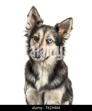 Husky de Sibérie in front of white background Banque D'Images