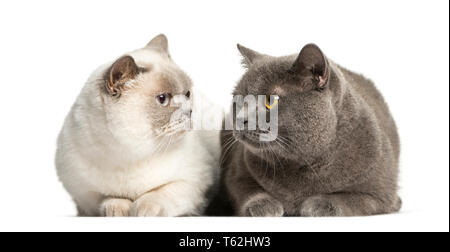 British Shorthair lying in front of white background Banque D'Images