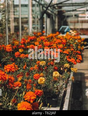 Floraison Banque D'Images