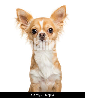 Chihuahua, 9 mois, in front of white background Banque D'Images