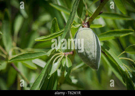 Les jeunes fruits d'Amandes vertes sur arbre, Andalousie, espagne. Banque D'Images