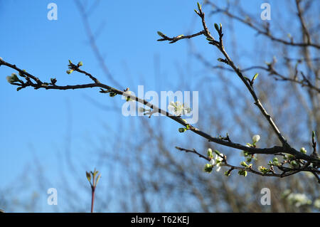 Close-up d'une brindille d'un arbre avec zwetschge bourgeons et fleurs blanches aux beaux jours de printemps Banque D'Images