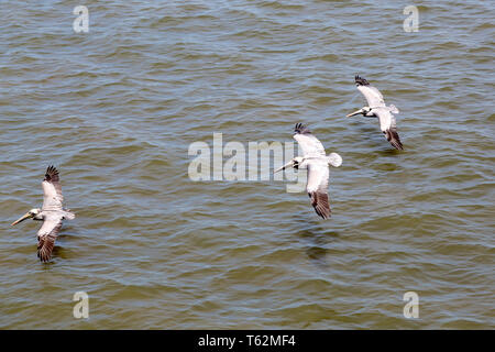 Le Pélican brun (Pelecanus occidentalis) volant bas au-dessus de la rivière Cooper au large de Charleston, Caroline du Sud, USA. Banque D'Images