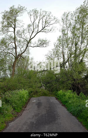 Avril 2018 - arbre vers le bas à travers une route, les dommages causés par la tempête sur une route rurale près de Glastonbury, dans le Somerset. UK Banque D'Images