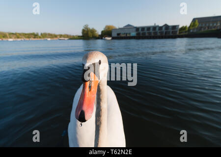 Gros plan portrait Swan close up grand angle Banque D'Images