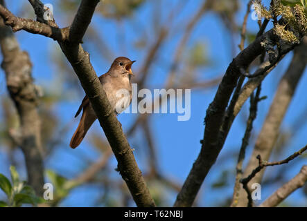 Luscinia megarhynchos Nightingale, en pleine Chanson. Au printemps. UK Banque D'Images