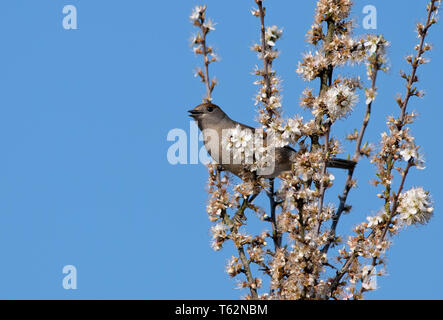 Femme Blackcap-Sylvia Blackthorn-Prunus atricapilla perché sur spinosa en chanson. Banque D'Images