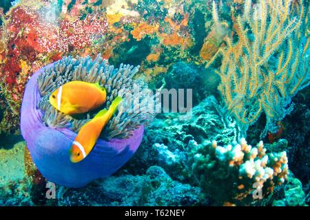 Vue magnifique sur la mer, de l'anémone Heteractis magnifica avec Maldives poisson clown, ou putois poissons clowns, Amphiprion nigripes Banque D'Images