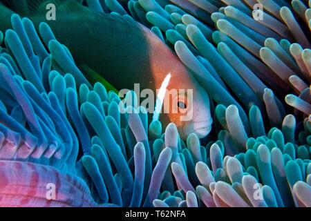 Vue magnifique sur la mer, de l'anémone Heteractis magnifica avec Maldives poisson clown, ou putois poissons clowns, Amphiprion nigripes Banque D'Images