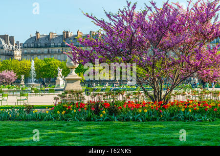 Vue sur le parc des Tuileries et le Louvre avec des fleurs, des statues, fontaine, et les cerisiers en fleurs en avril - Le printemps à Paris, France. Banque D'Images