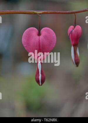 Close up of bleeding-heart, Lamprocapnos spectabilis, fleur de lyre ou Dame-dans-un-baignoire Banque D'Images