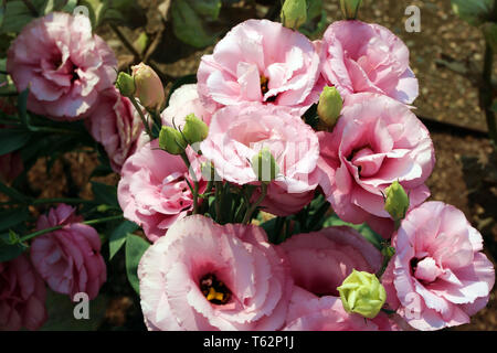 Close up de lisianthus rose fleurs à différents stades de floraison Banque D'Images