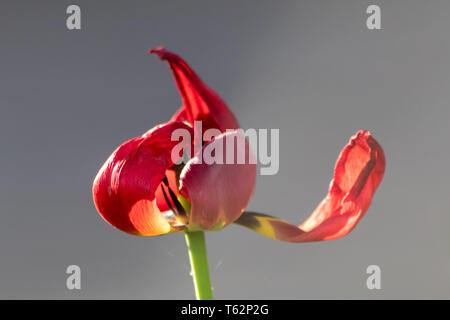 La fleur rouge de tulipe flétrise dans les tons violet rouge et lavande montre la fragilité de la vie et la mémorable de l'être humain avec des fleurs mourantes têtes mortes pendent Banque D'Images