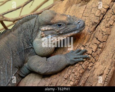 Rhinocéros iguana Cykura cornuta Banque D'Images