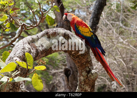 Ara rouge Ara macao ( ), grand perroquet coloré, perché dans un arbre, à l'état sauvage dans le Honduras, Amérique Centrale Banque D'Images