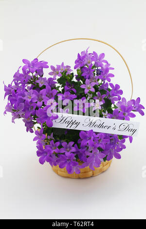 Happy Mothers Day card with purple Campanula fleurs en osier panier de fleurs sur fond blanc Banque D'Images