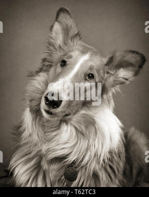 1950 PORTRAIT CRÉPI COLLIE DOG LOOKING AT CAMERA AVEC tête inclinée - d3162 HAR001 HARS CRÉPI Banque D'Images