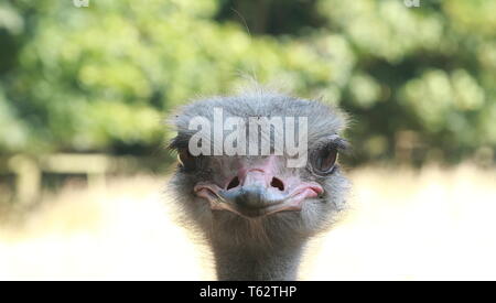 Un portrait d'un Ostrich agacé et non impressionné regardant dans l'appareil photo et fournissant ainsi un drôle de photo d'animal Banque D'Images
