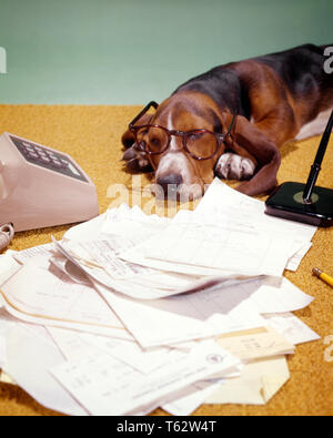 1970 Basset Hound aux yeux tristes portant des lunettes avec deux tas de papiers d'affaires stylo encre Téléphone - kd2338 HAR001 HARS SLEEPY CANINES DU TRAVAIL PROFESSIONS EMPLOI COMIQUE CHIEN TOUTOU COMÉDIE CONCEPTUEL EMPLOYÉ MAMMIFÈRE CANIN BASSET HAR001 ANCIENNE ouvrière Banque D'Images