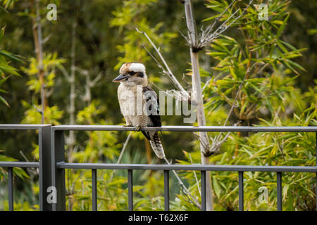 Kookaburra riant aussi Jackass, un oiseau de la sous-famille de Kingfisher, originaire de l'Australie et la Nouvelle-Zélande, perché sur une clôture métallique. Banque D'Images