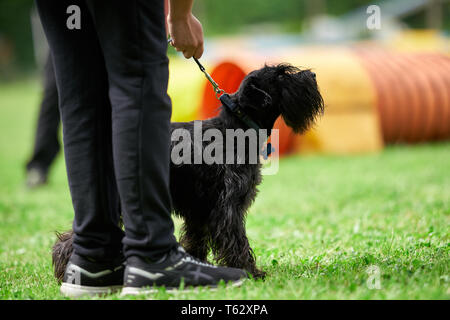 Schnauzer nain noir mâle (Zwegschnauzer) dans un champ d'agilité de chien/cours, tenu par son propriétaire Banque D'Images