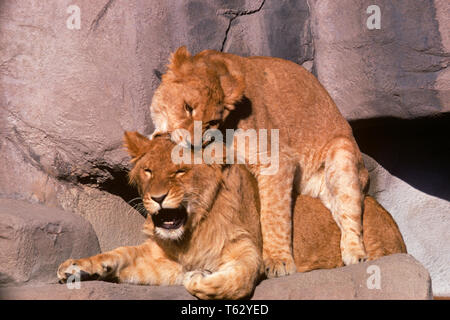 Deux Lions africains Panthera leo en jouant du Zoo - kz2136 RSS001 FELIS HARS Banque D'Images