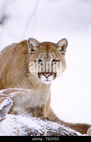 Années 1990, Puma concolor couguar LOOKING AT CAMERA SE NOURRISSANT DE CARCASSE DE CERF de Virginie Odocoileus virginianus WINTER NORTH AMERICA - kz4626 PAT001 HARS le CERF CLOSE-UP CONCEPTUEL COUGAR Odocoileus virginianus grand mammifère prédateur CAT PUMA CARCASSE DE LA FAUNE SAISON DEER MOUNTAIN LION Old Fashioned Banque D'Images