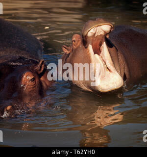 Deux HIPPOPOTAMES AFRICAINS DANS L'EAU L'un avec la bouche grande ouverte - kz670 RSS001 DISPARITION HARS Banque D'Images