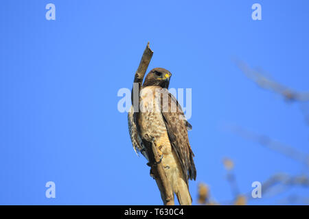 Buse à queue rouge sauvage ( Buteo jamaicensis ) perché sur une branche d'arbre dans le sud de la Californie USA Banque D'Images