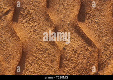 Vent de sable en mouvement à travers une dune dans le sud de l'Australie et les modèles de formulaires. Banque D'Images