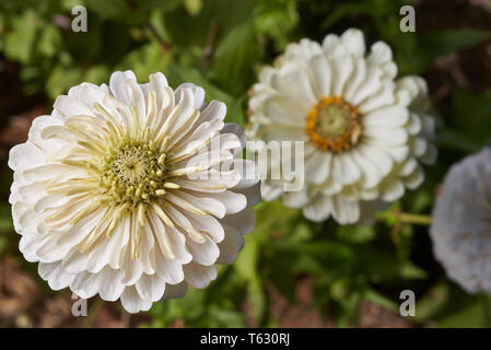 Zinnia blanc des fleurs dans le jardin. Banque D'Images