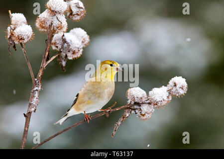 Spinus tristis Chardonneret jaune, dans la neige, Nova Scotia, Canada Banque D'Images