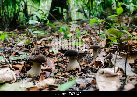 Boletaceae champignons dans le sol de la forêt tropicale Banque D'Images