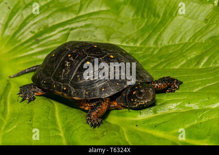 Tortue ponctuée (Clemmys guttata) Banque D'Images