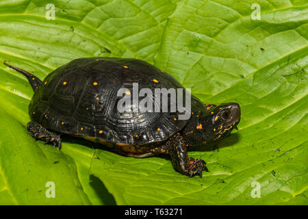 Tortue ponctuée (Clemmys guttata) Banque D'Images