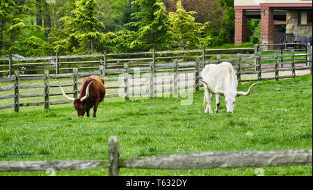 Long Horn Steers Grazing in field Banque D'Images