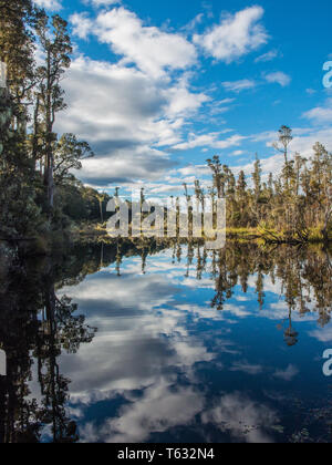 Kahikatea, forêt et ciel bleu avec des nuages blancs, reflétée dans l'eau, lac Monowai, Fiordland National Park, Southland, Nouvelle-Zélande Banque D'Images