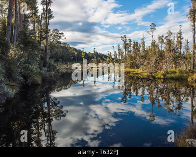 Kahikatea, forêt et ciel bleu avec des nuages blancs, reflétée dans l'eau, lac Monowai, Fiordland National Park, Southland, Nouvelle-Zélande Banque D'Images