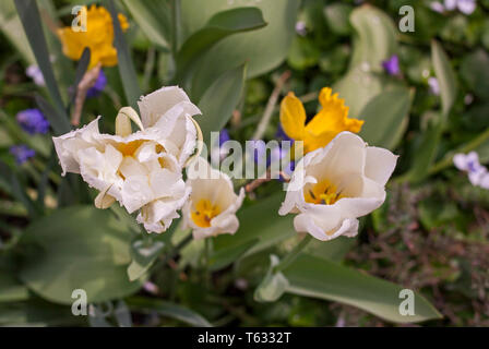 Fleurs de tulipes blanches avec de l'eau chute après une pluie de printemps dans le jardin. Banque D'Images