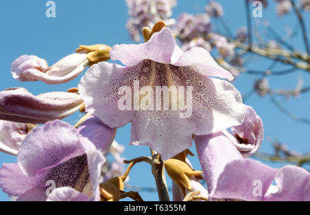 Un princesstree de fleurs Banque D'Images