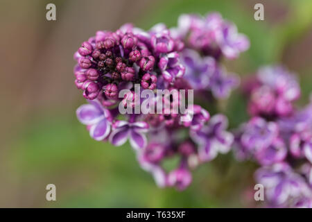 Close up of Syringa vulgaris Sensation, mieux connu sous le nom de lilas. Les bourgeons fermés violet. Capturé en Bavière, Allemagne. Banque D'Images