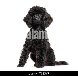 Caniche, 9 mois, in front of white background Banque D'Images