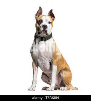 American Staffordshire Terrier, 2 ans, in front of white background Banque D'Images