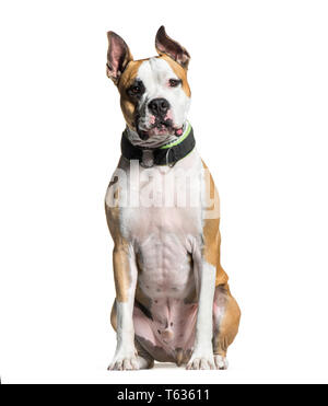 American Staffordshire Terrier, 2 ans, in front of white background Banque D'Images