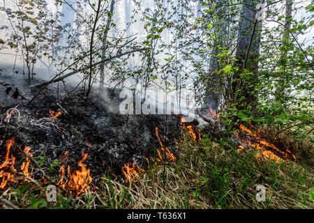 Incendie dans la forêt mixte. Image of global et leur exposition aux catastrophes naturelles. Feu de forêt en cours. Banque D'Images