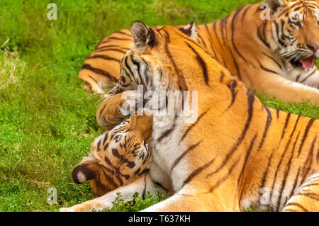 Vue sur le tigres de l'amour de jouer ou de combats dans un zoo sur une journée ensoleillée. Banque D'Images