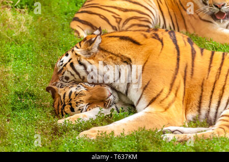 Vue sur le tigres de l'amour de jouer ou de combats dans un zoo sur une journée ensoleillée. Banque D'Images