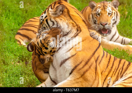 Vue sur le tigres de l'amour de jouer ou de combats dans un zoo sur une journée ensoleillée. Banque D'Images